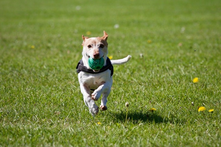 How to Start Your Own Dog Training Franchise Point Franchise